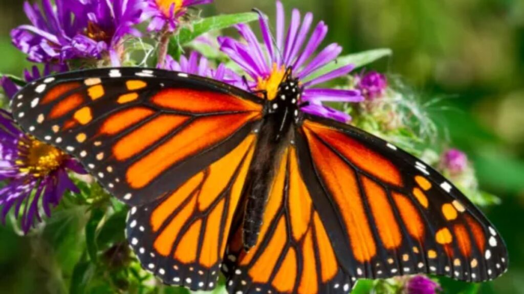 Brilliant Summer Butterflies: Where and How to Spot Them