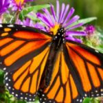 Brilliant Summer Butterflies: Where and How to Spot Them