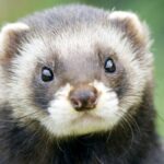 UK Polecat Guide: Habitat, Behavior, and Conservation Explained