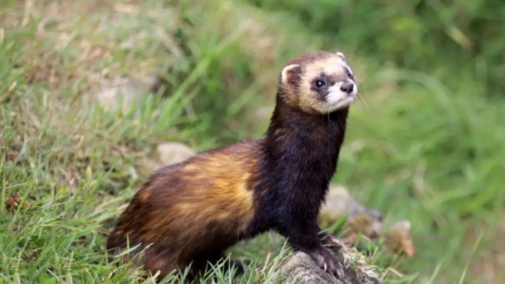 UK Polecat Guide: Habitat, Behavior, and Conservation Explained