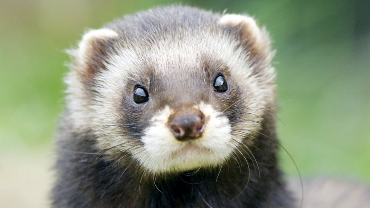 UK Polecat Guide: Habitat, Behavior, and Conservation Explained