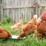 Do I need to keep a rooster with my backyard hens?