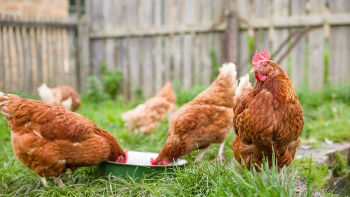 Do I need to keep a rooster with my backyard hens?