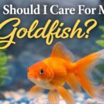 How should I care for my goldfish?