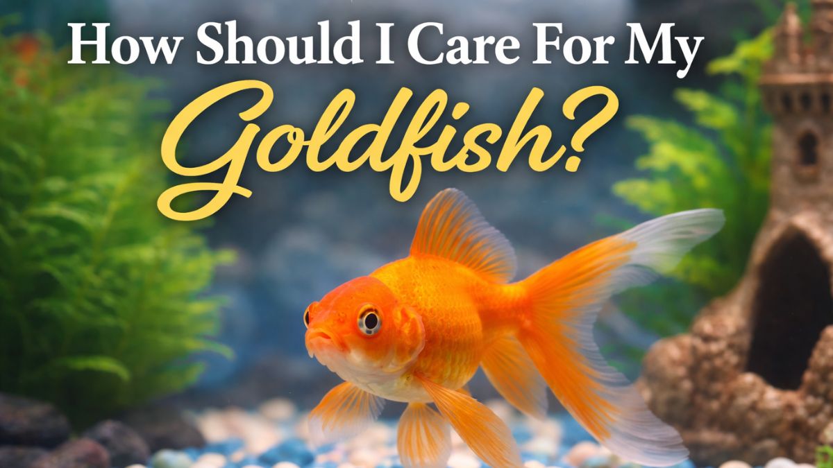 How should I care for my goldfish?