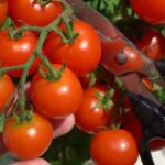 ペットボトルでミニトマトを育てたら、大量に収穫できた！