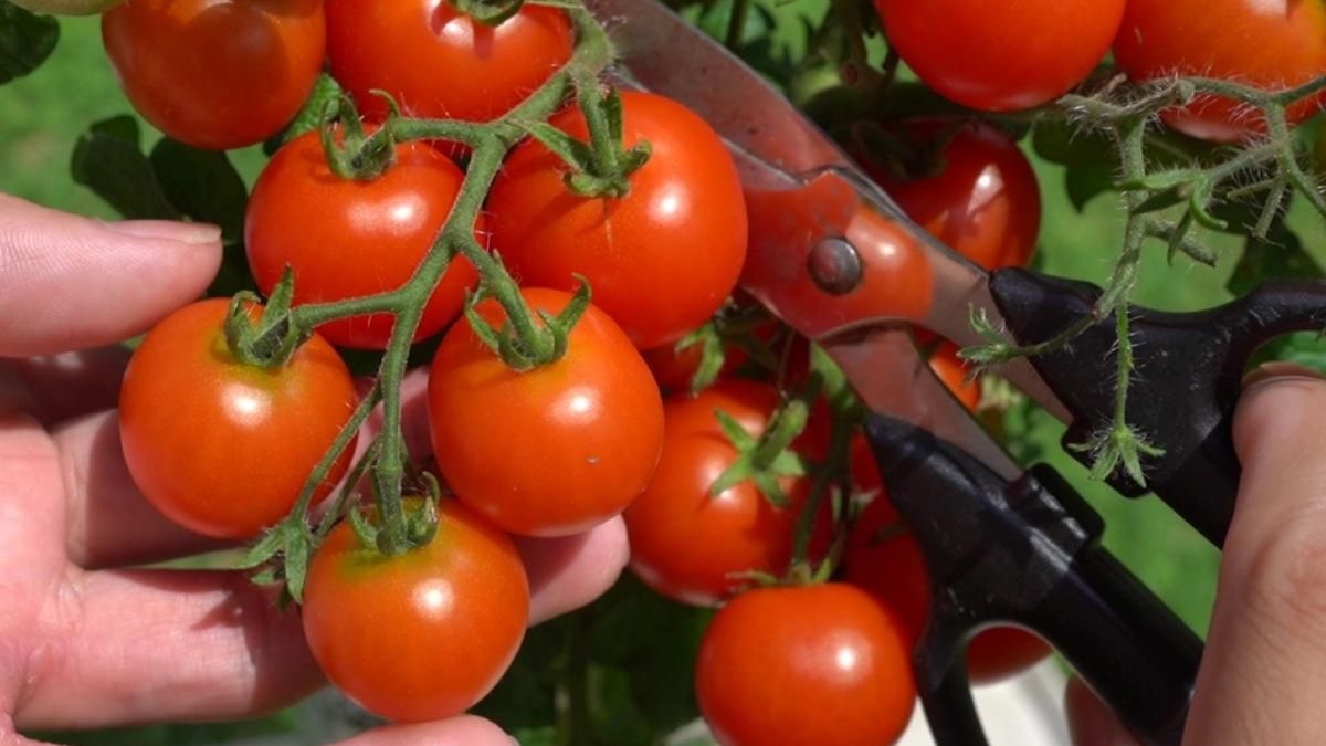 ペットボトルでミニトマトを育てたら、大量に収穫できた！